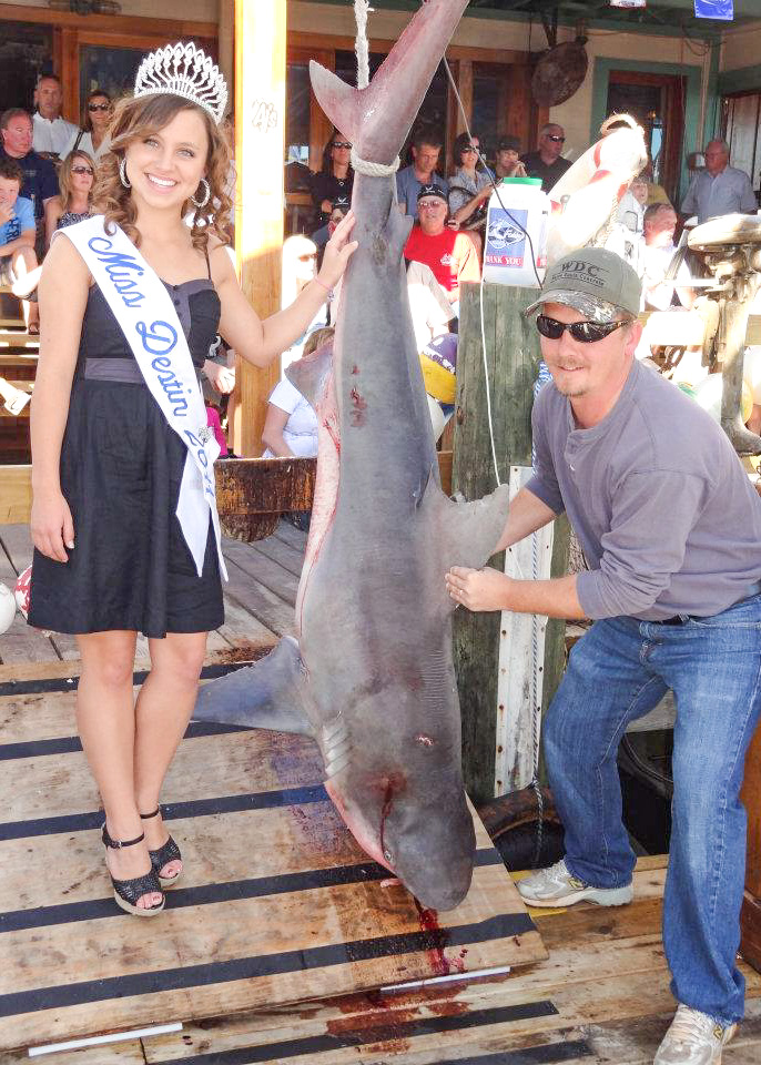 A shark being weighed in at the Destin Fishing Rodeo