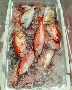 Fish in a cooler on party boat in Destin Florida