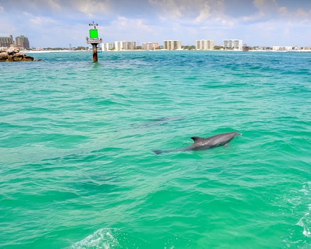 A dolphin swimming near the fishing boat in Destin Florida