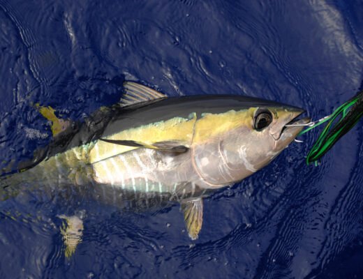 Destin FL Deep Sea Fishing for Yellowfin Tuna