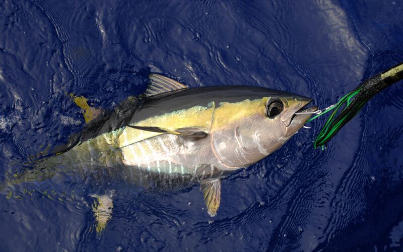 Destin FL Deep Sea Fishing for Yellowfin Tuna