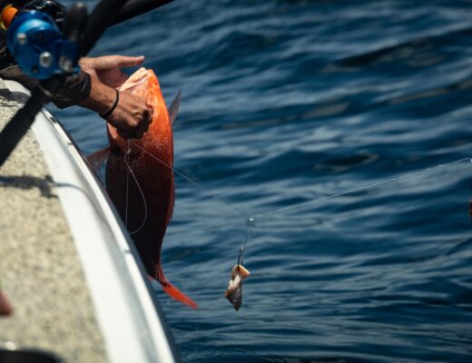 Red Snapper Season 2026