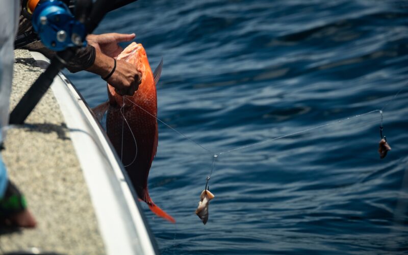 Red Snapper Season 2026