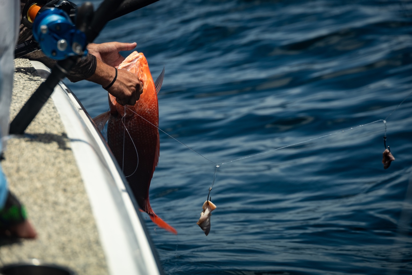 Red Snapper Season in Destin: What to Know Before the 2026 Opener ...